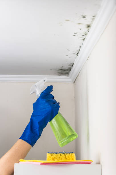 Best Post-Flood Mold Remediation in Marion, SC